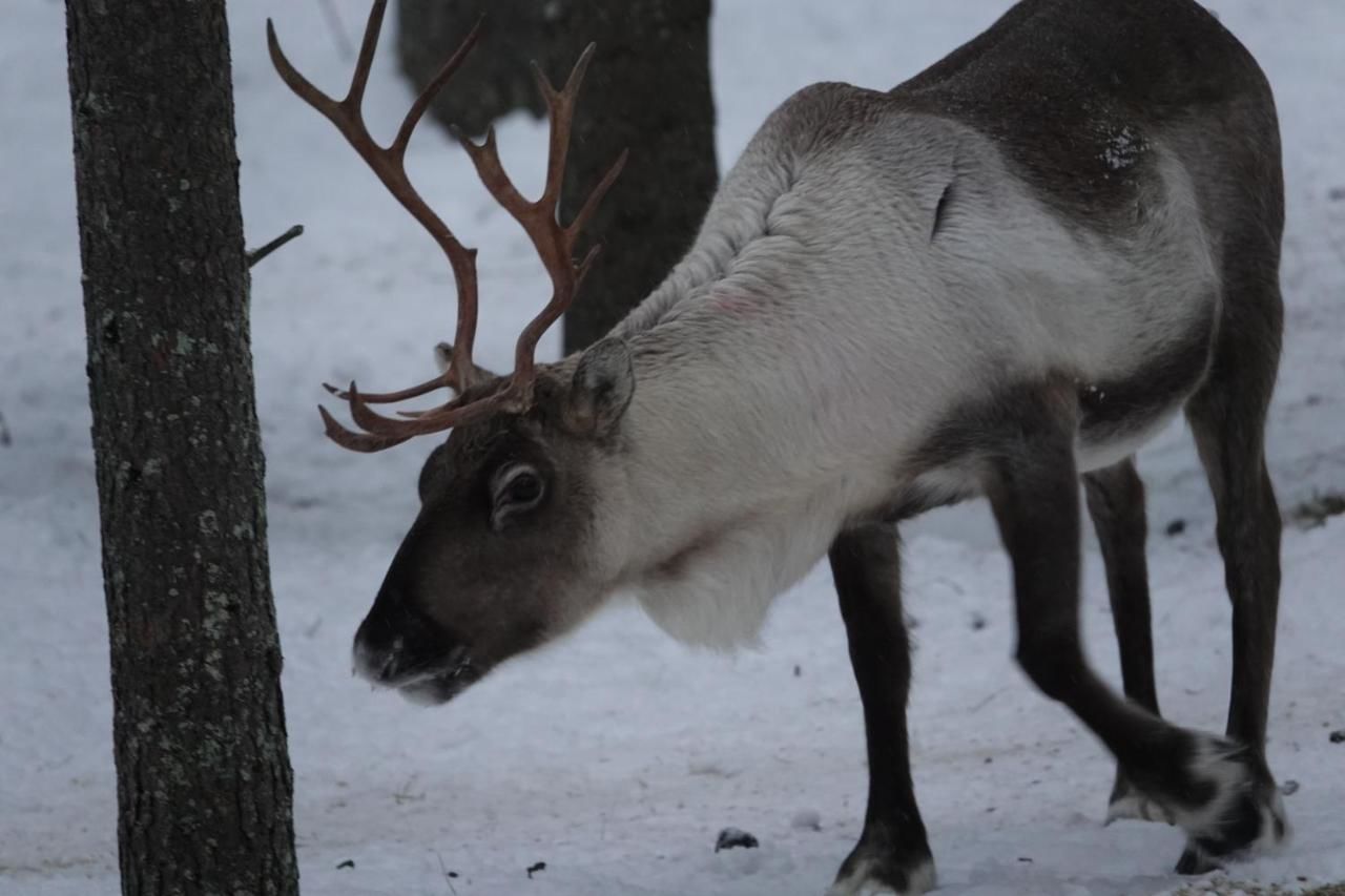 Загородные дома Kieringin Lomakylä Kierinki-7